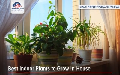 Most Beneficial Ornamental Indoor Plants To Grow In Your House