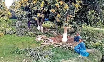 LHC SUMMONS DG(PHA) IN TREES CUTTING CASE